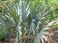 Bismark Palm / Bismarckia nobilis 